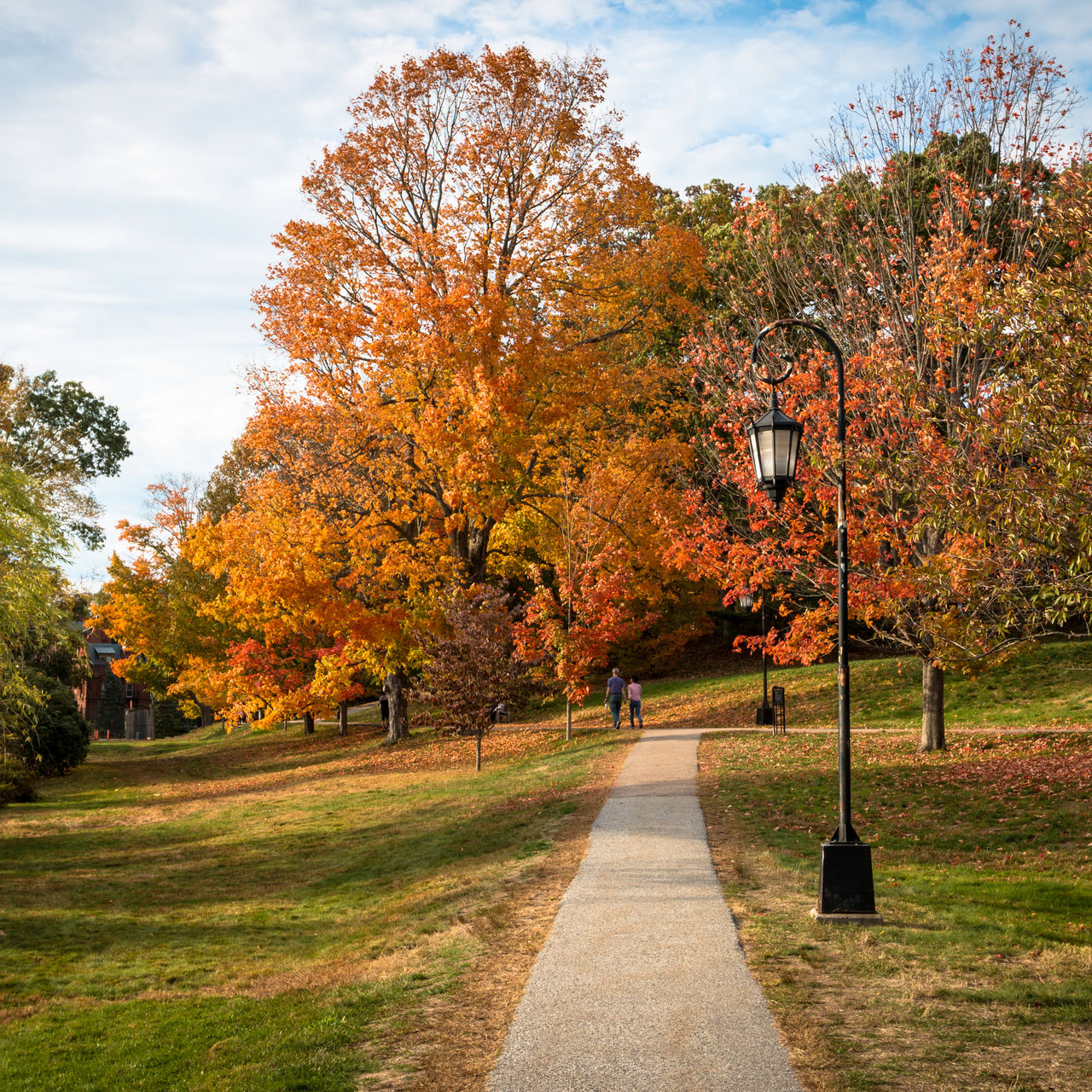 A trail in Waban Lake Park 