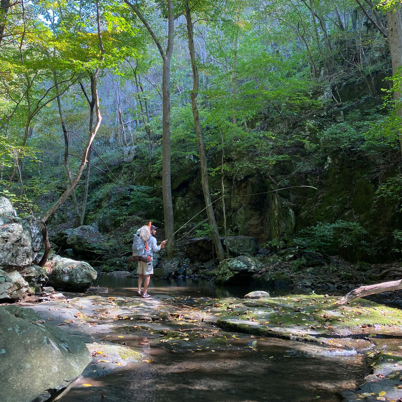A fly fisherman fishing for brook trout in Virginia
